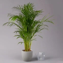 Goldfruchtpalme, Topf-Ø 21 Cm, Höhe Ca. 100 Cm -Stilvolles Gartenmöbelgeschäft 0222200021 Dypsis lutescens Areca T21 3