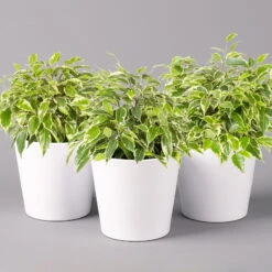 Birkenfeige 'Kinky' In Keramiktopf Weiß, Topf-Ø 12 Cm, Höhe Ca. 25 Cm, 3er-Set 11 Birkenfeige 'Kinky' In Keramiktopf Weiß, Topf-Ø 12 Cm, Höhe Ca. 25 Cm, 3er-Set -Stilvolles Gartenmöbelgeschäft 0223100065 Ficus benj Kinky Dallas weiss 3er Set2 108731