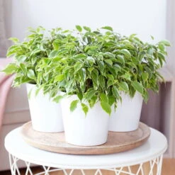 Birkenfeige 'Kinky' In Keramiktopf Weiß, Topf-Ø 12 Cm, Höhe Ca. 25 Cm, 3er-Set