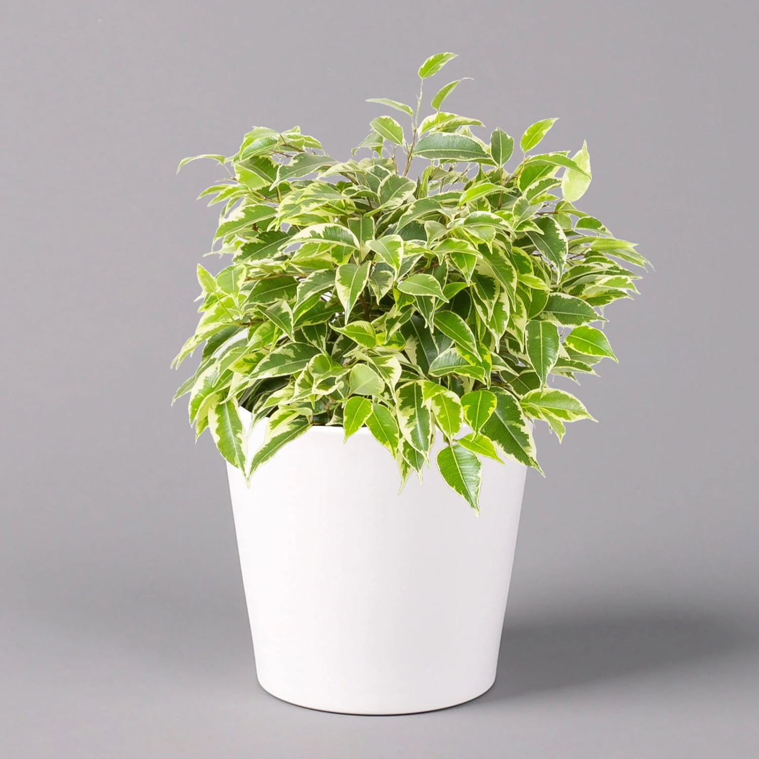 Birkenfeige 'Kinky' In Keramiktopf Weiß, Topf-Ø 12 Cm, Höhe Ca. 25 Cm, 2er-Set 2 Birkenfeige 'Kinky' In Keramiktopf Weiß, Topf-Ø 12 Cm, Höhe Ca. 25 Cm, 2er-Set – Bild 2