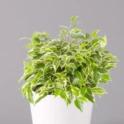 Birkenfeige 'Kinky' In Keramiktopf Weiß, Topf-Ø 12 Cm, Höhe Ca. 25 Cm, 2er-Set 10 Birkenfeige 'Kinky' In Keramiktopf Weiß, Topf-Ø 12 Cm, Höhe Ca. 25 Cm, 2er-Set -Stilvolles Gartenmöbelgeschäft 0223100069 Ficus benj Kinky Dallas weiss 2 108739