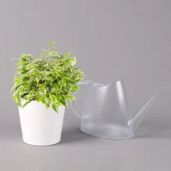 Birkenfeige 'Kinky' In Keramiktopf Weiß, Topf-Ø 12 Cm, Höhe Ca. 25 Cm, 2er-Set 11 Birkenfeige 'Kinky' In Keramiktopf Weiß, Topf-Ø 12 Cm, Höhe Ca. 25 Cm, 2er-Set -Stilvolles Gartenmöbelgeschäft 0223100069 Ficus benj Kinky Dallas weiss 3 108740