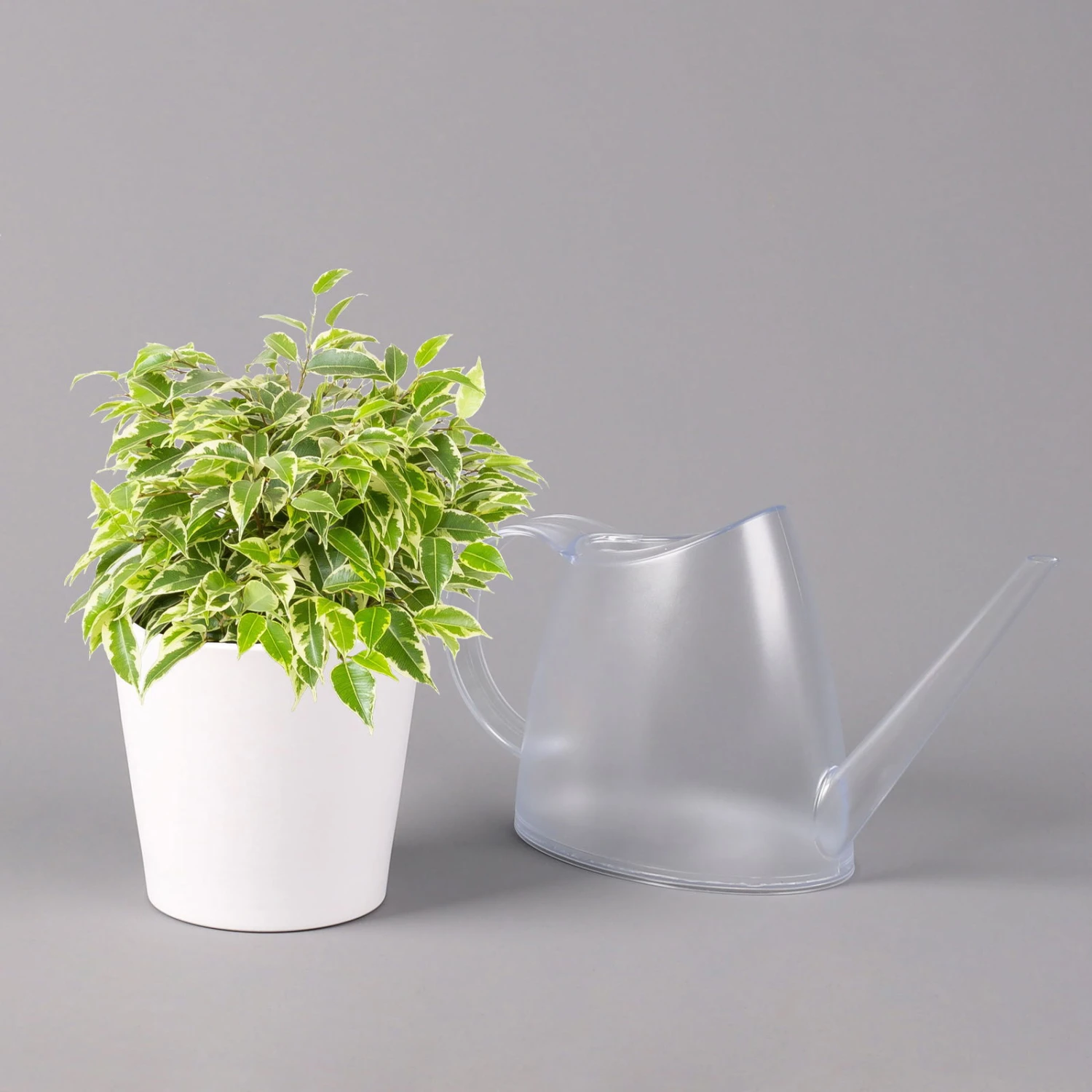 Birkenfeige 'Kinky' In Keramiktopf Weiß, Topf-Ø 12 Cm, Höhe Ca. 25 Cm, 2er-Set 4 Birkenfeige 'Kinky' In Keramiktopf Weiß, Topf-Ø 12 Cm, Höhe Ca. 25 Cm, 2er-Set – Bild 4