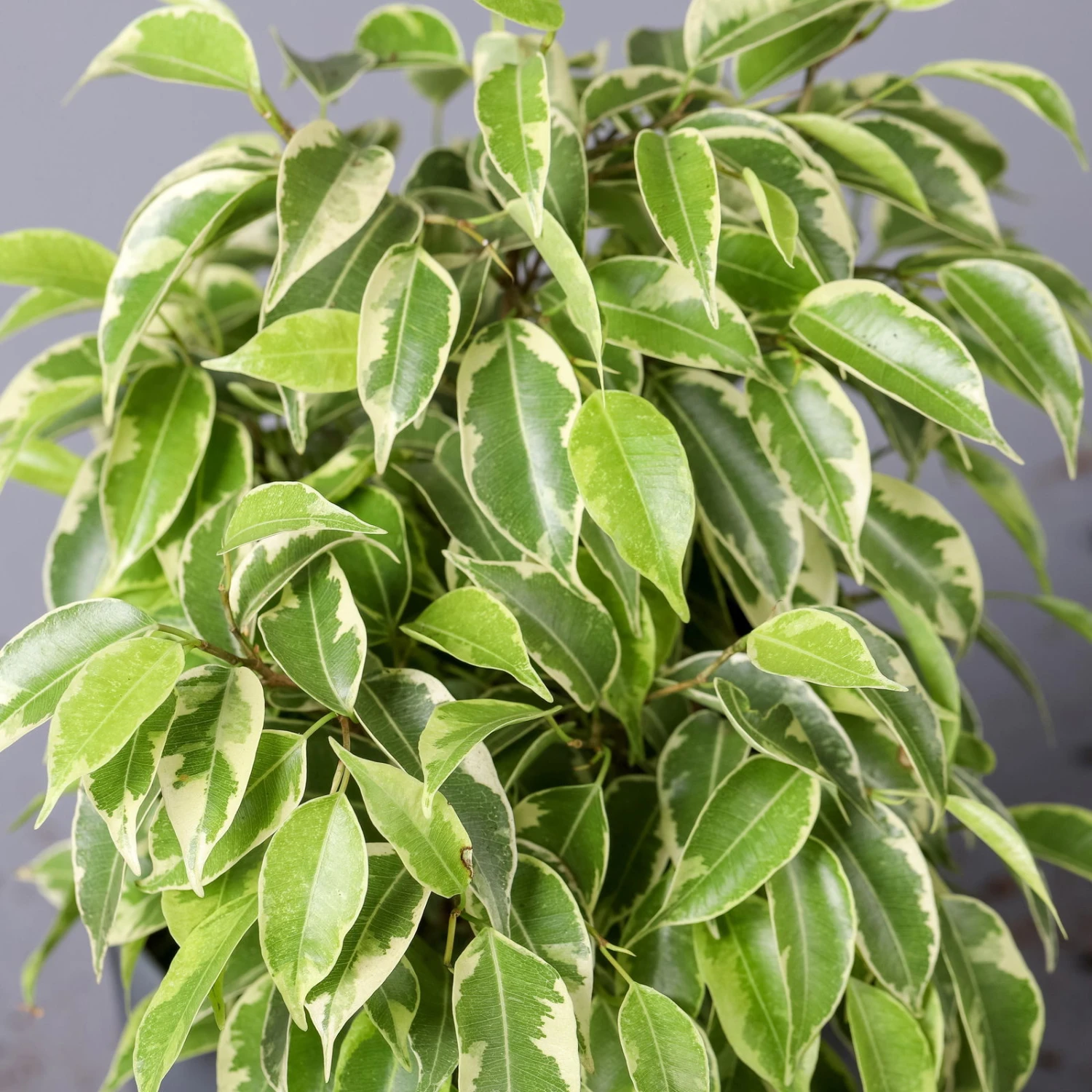 Birkenfeige 'Kinky' In Keramiktopf Weiß, Topf-Ø 12 Cm, Höhe Ca. 25 Cm, 2er-Set 5 Birkenfeige 'Kinky' In Keramiktopf Weiß, Topf-Ø 12 Cm, Höhe Ca. 25 Cm, 2er-Set – Bild 5