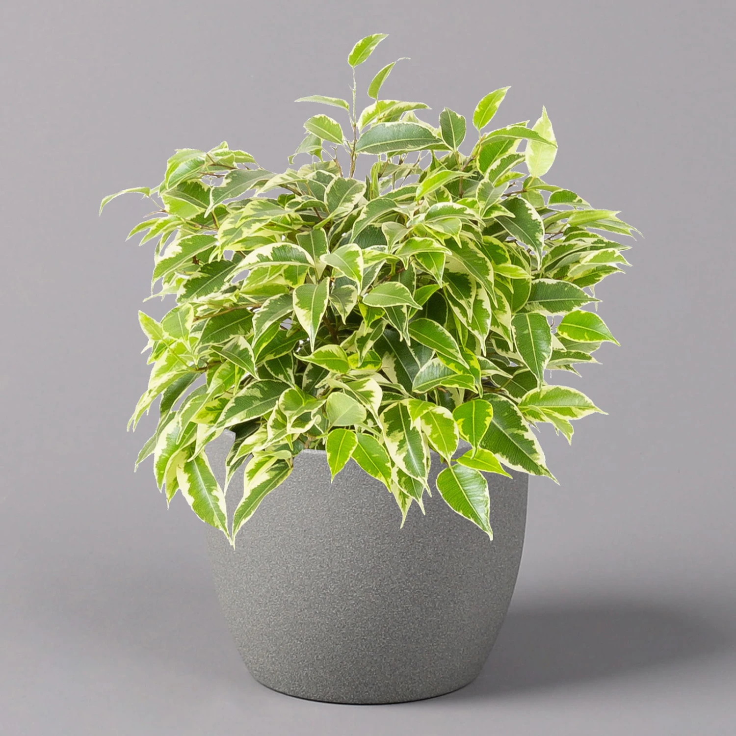 Birkenfeige 'Kinky', Topf-Ø 12 Cm, Höhe Ca. 25 Cm, 3er-Set 2 Birkenfeige 'Kinky', Topf-Ø 12 Cm, Höhe Ca. 25 Cm, 3er-Set – Bild 2