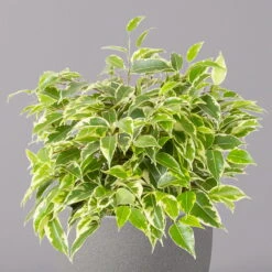 Birkenfeige 'Kinky', Topf-Ø 12 Cm, Höhe Ca. 25 Cm, 3er-Set 9 Birkenfeige 'Kinky', Topf-Ø 12 Cm, Höhe Ca. 25 Cm, 3er-Set -Stilvolles Gartenmöbelgeschäft 0223100073 Ficus benj Kinky T12 3er Set 32