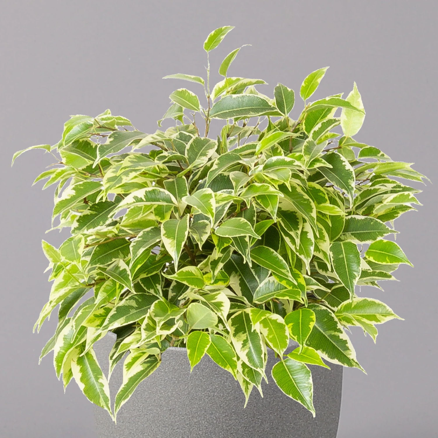 Birkenfeige 'Kinky', Topf-Ø 12 Cm, Höhe Ca. 25 Cm, 3er-Set 3 Birkenfeige 'Kinky', Topf-Ø 12 Cm, Höhe Ca. 25 Cm, 3er-Set – Bild 3