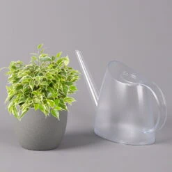 Birkenfeige 'Kinky', Topf-Ø 12 Cm, Höhe Ca. 25 Cm, 3er-Set 10 Birkenfeige 'Kinky', Topf-Ø 12 Cm, Höhe Ca. 25 Cm, 3er-Set -Stilvolles Gartenmöbelgeschäft 0223100073 Ficus benj Kinky T12 3er Set 42