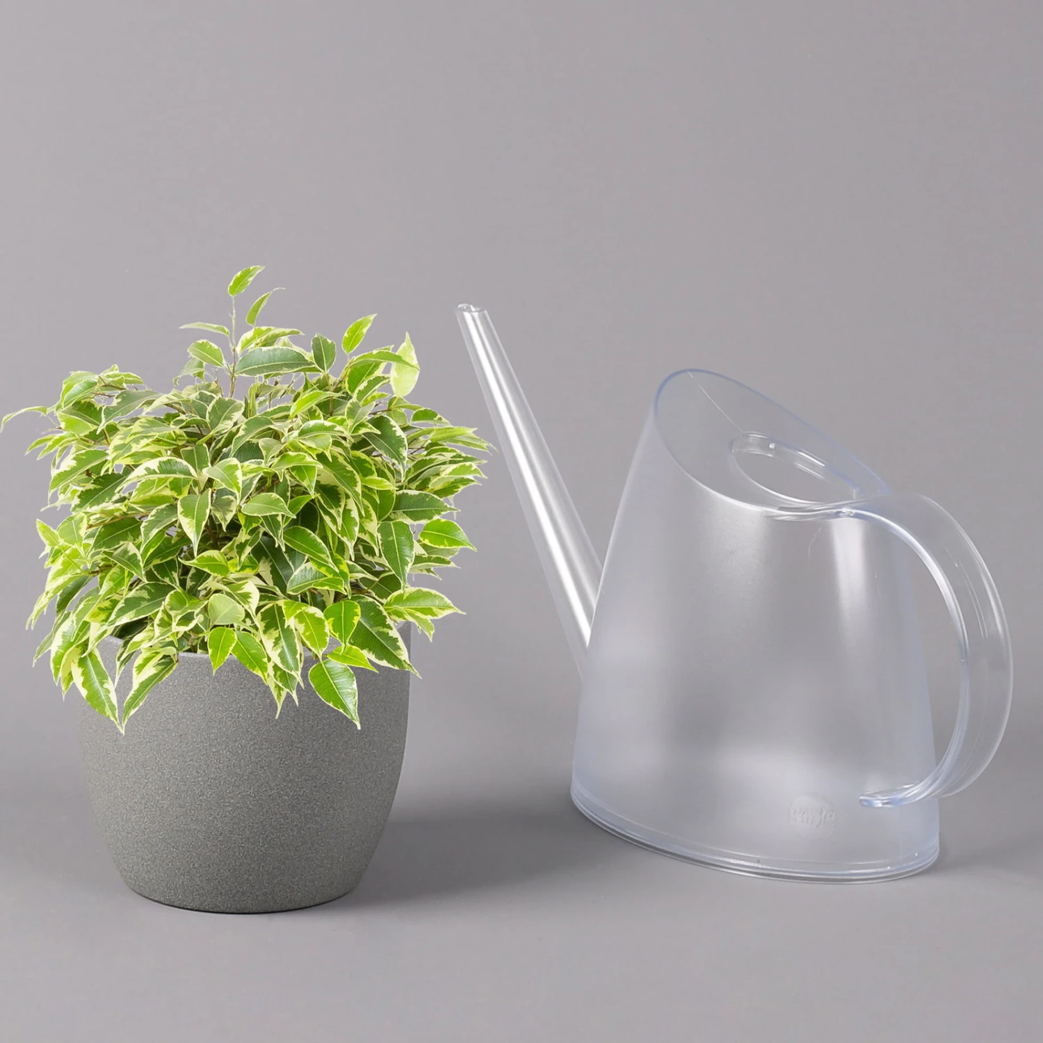 Birkenfeige 'Kinky', Topf-Ø 12 Cm, Höhe Ca. 25 Cm, 3er-Set 4 Birkenfeige 'Kinky', Topf-Ø 12 Cm, Höhe Ca. 25 Cm, 3er-Set – Bild 4