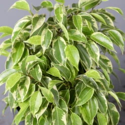 Birkenfeige 'Kinky', Topf-Ø 12 Cm, Höhe Ca. 25 Cm, 3er-Set 11 Birkenfeige 'Kinky', Topf-Ø 12 Cm, Höhe Ca. 25 Cm, 3er-Set -Stilvolles Gartenmöbelgeschäft 0223100073 Ficus benj Kinky T12 3er Set 52