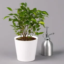 Birkenfeige 'Natasja' Inkl. Übertopf Dallas Weiß, Topf 12cmØ, Höhe Ca. 25cm -Stilvolles Gartenmöbelgeschäft 0223100077 Ficus benj Natasja im Topf Dallas weiss 3