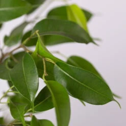 Birkenfeige 'Natasja' Inkl. Übertopf Dallas Weiß, Topf 12cmØ, Höhe Ca. 25cm -Stilvolles Gartenmöbelgeschäft 0223100077 Ficus benj Natasja im Topf Dallas weiss 4