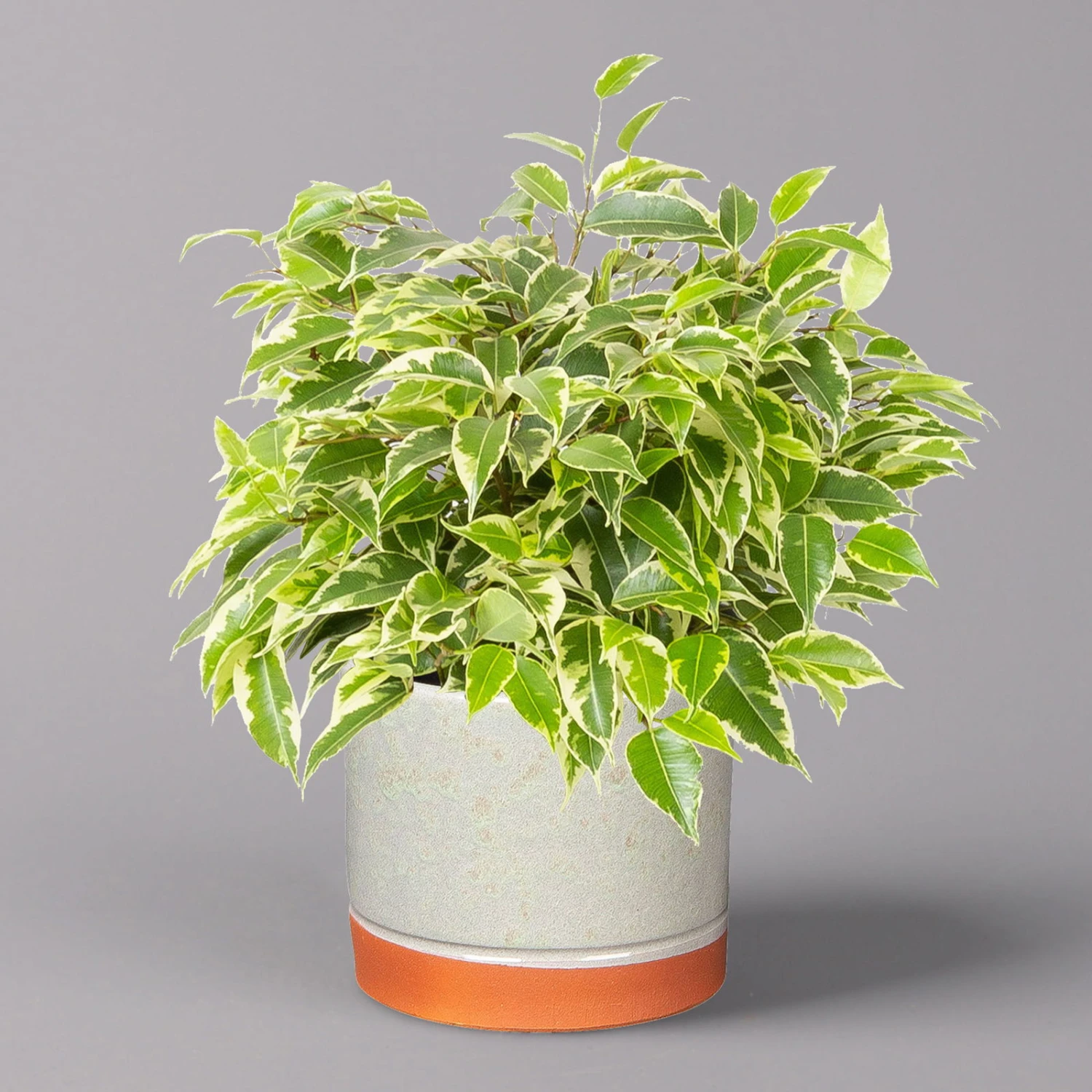 Birkenfeige 'Kinky' In Keramiktopf Lauren Grün, Topf-Ø 12 Cm, Höhe Ca. 26 Cm 1 Birkenfeige 'Kinky' In Keramiktopf Lauren Grün, Topf-Ø 12 Cm, Höhe Ca. 26 Cm