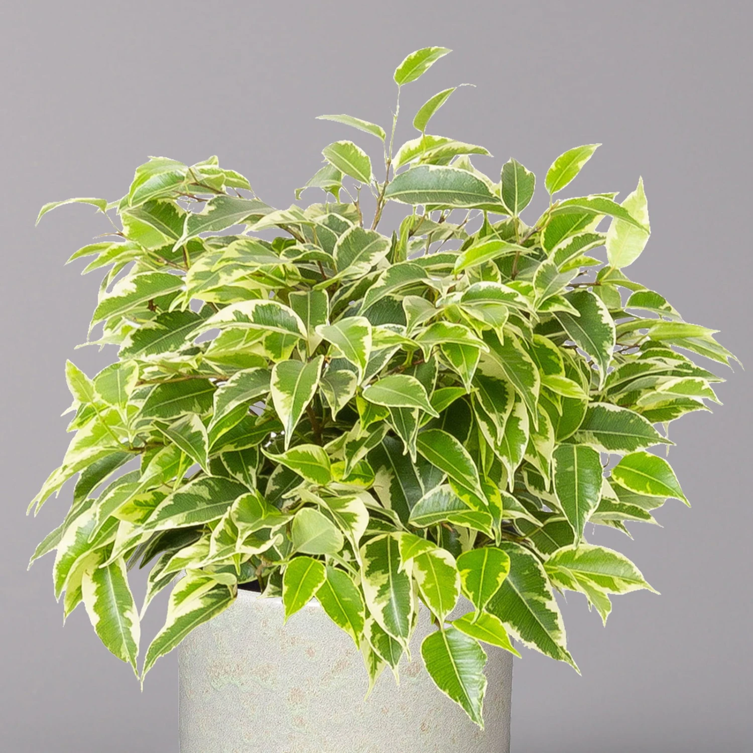 Birkenfeige 'Kinky' In Keramiktopf Lauren Grün, Topf-Ø 12 Cm, Höhe Ca. 26 Cm 2 Birkenfeige 'Kinky' In Keramiktopf Lauren Grün, Topf-Ø 12 Cm, Höhe Ca. 26 Cm – Bild 2