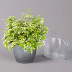 Birkenfeige 'Kinky' In Keramiktopf Bergamo Grau, Topf-Ø 12 Cm, Höhe Ca. 26 Cm -Stilvolles Gartenmöbelgeschäft 0223100092 Ficus benj Kinky in Uebertopf Bergamo grau 3