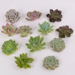 Schnittecheverien-Mix, Ø 5 Cm, 12er-Set 10 Schnittecheverien-Mix, Ø 5 Cm, 12er-Set -Stilvolles Gartenmöbelgeschäft 0250103006 Schnittecheverien 12er Set WS 2