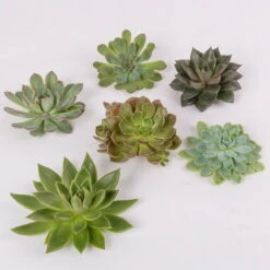 Schnittecheverien-Mix, Ø 10 Cm, 6er-Set 10 Schnittecheverien-Mix, Ø 10 Cm, 6er-Set -Stilvolles Gartenmöbelgeschäft 0250103008 Schnittecheverien 6er Set WS 2