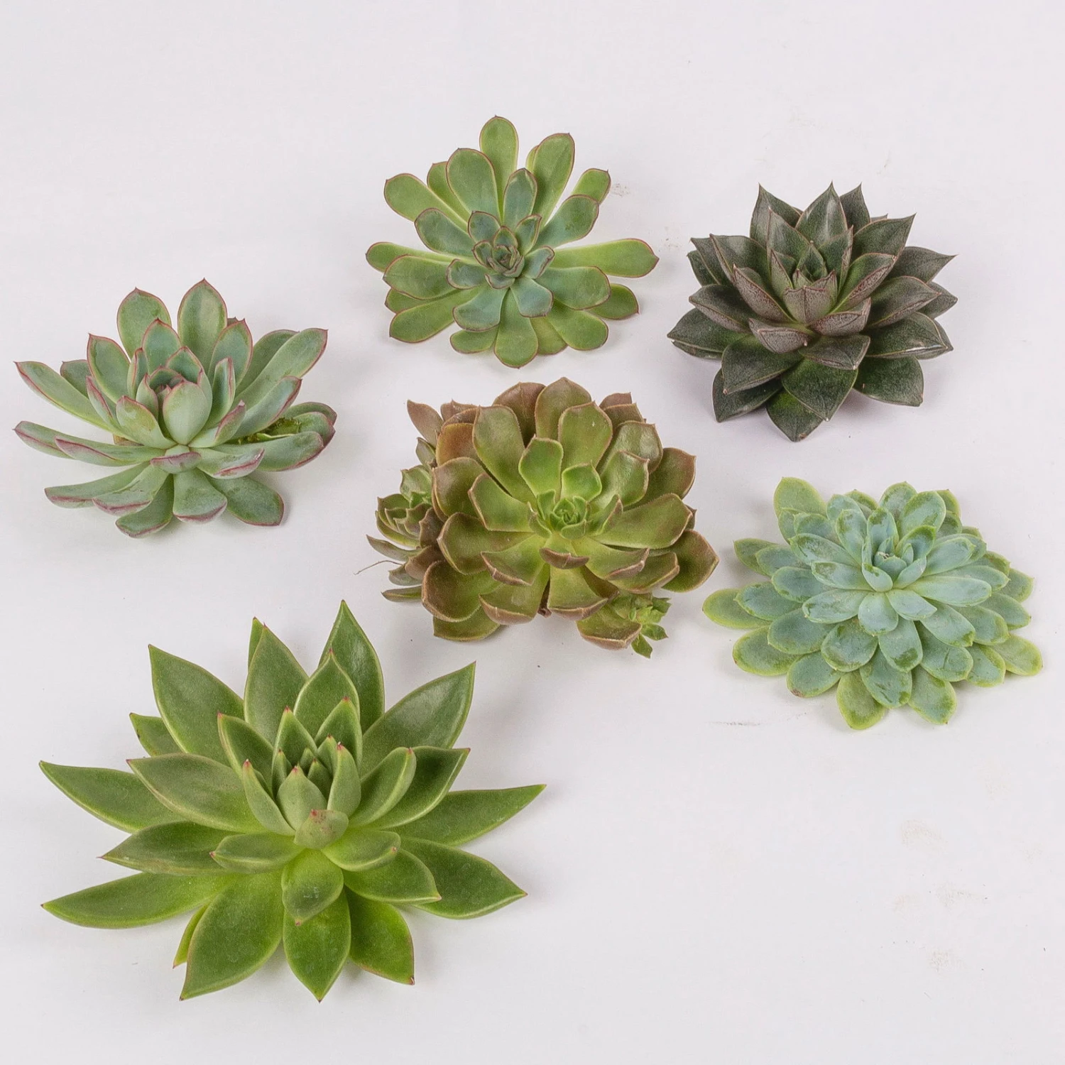 Schnittecheverien-Mix, Ø 10 Cm, 6er-Set 3 Schnittecheverien-Mix, Ø 10 Cm, 6er-Set – Bild 3