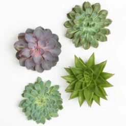 Schnittecheverien-Mix, Ø 12 Cm, 4er-Set 10 Schnittecheverien-Mix, Ø 12 Cm, 4er-Set -Stilvolles Gartenmöbelgeschäft 0250103009 Schnittecheverien 4er Set 12 cm WS 2