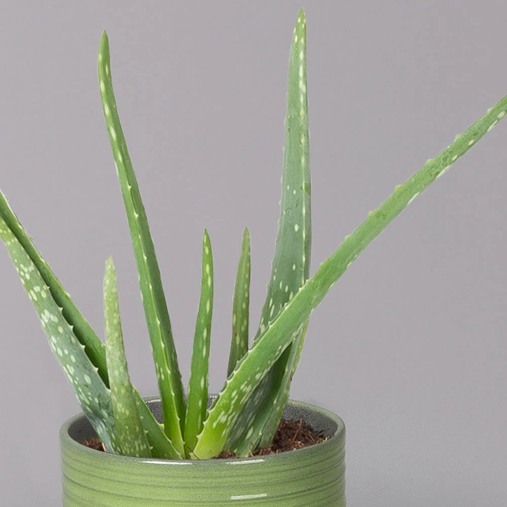 Aloe Vera In Keramiktopf Bergamo Grün, Topf-Ø 12 Cm, Höhe Ca. 35 Cm 2 Aloe Vera In Keramiktopf Bergamo Grün, Topf-Ø 12 Cm, Höhe Ca. 35 Cm – Bild 2