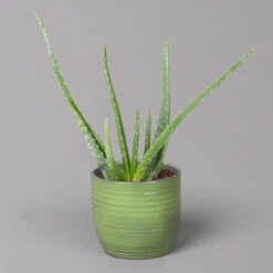 Aloe Vera In Keramiktopf Bergamo Grün, Topf-Ø 12 Cm, Höhe Ca. 35 Cm