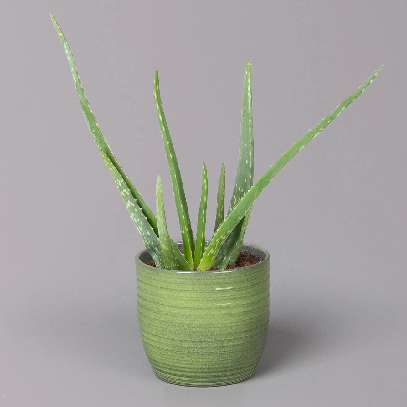 Aloe Vera In Keramiktopf Bergamo Grün, Topf-Ø 12 Cm, Höhe Ca. 35 Cm 1 Aloe Vera In Keramiktopf Bergamo Grün, Topf-Ø 12 Cm, Höhe Ca. 35 Cm