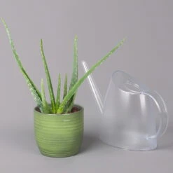 Aloe Vera In Keramiktopf Bergamo Grün, Topf-Ø 12 Cm, Höhe Ca. 35 Cm 7 Aloe Vera In Keramiktopf Bergamo Grün, Topf-Ø 12 Cm, Höhe Ca. 35 Cm -Stilvolles Gartenmöbelgeschäft 0250103274 Aloe vera in uebertopf Bergamo gruen 12cmT H35cm 6 121026