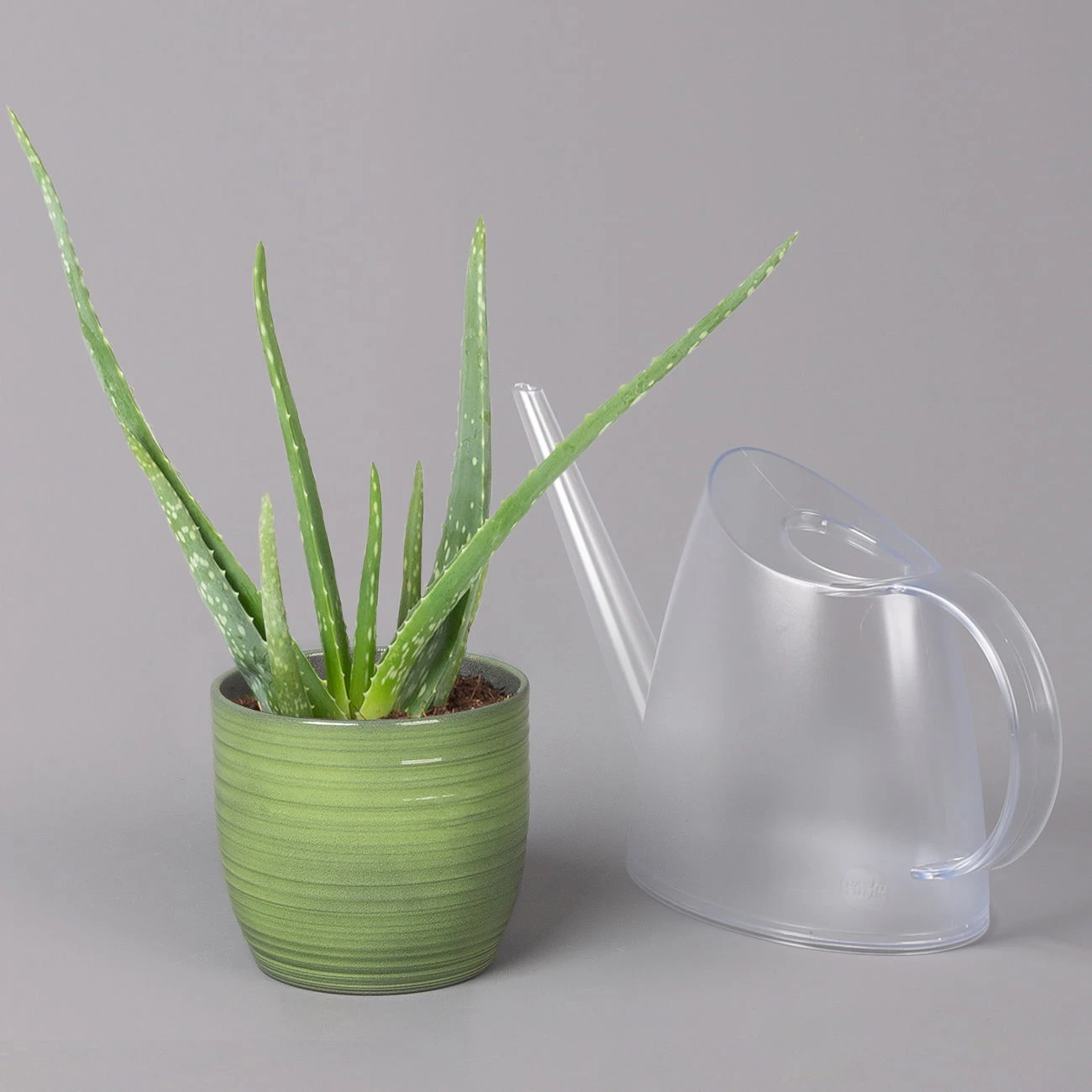 Aloe Vera In Keramiktopf Bergamo Grün, Topf-Ø 12 Cm, Höhe Ca. 35 Cm 3 Aloe Vera In Keramiktopf Bergamo Grün, Topf-Ø 12 Cm, Höhe Ca. 35 Cm – Bild 3