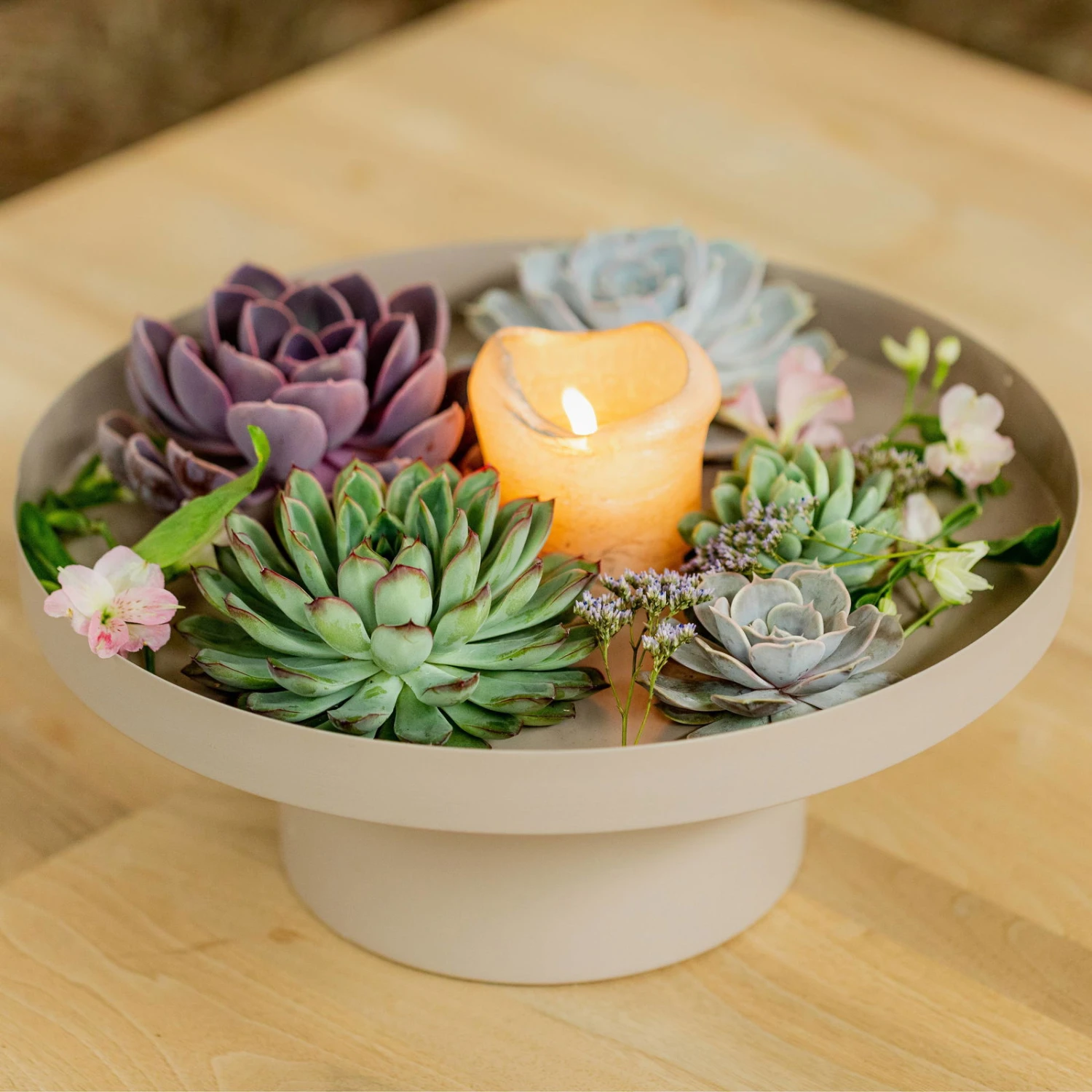 Schnittecheverien-Mix, Ø 5 Cm, 12er-Set 2 Schnittecheverien-Mix, Ø 5 Cm, 12er-Set – Bild 2