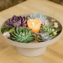 Schnittecheverien-Mix, Ø 10 Cm, 6er-Set 13 Schnittecheverien-Mix, Ø 10 Cm, 6er-Set -Stilvolles Gartenmöbelgeschäft 0250103364 Echeveria Mix 7 10cm in DIY Box 4 117171 2