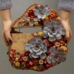 Schnittecheverien-Mix, Ø 10 Cm, 6er-Set 12 Schnittecheverien-Mix, Ø 10 Cm, 6er-Set -Stilvolles Gartenmöbelgeschäft 0250103364 Echeveria Mix 7 10cm in DIY Box 6 117174 2