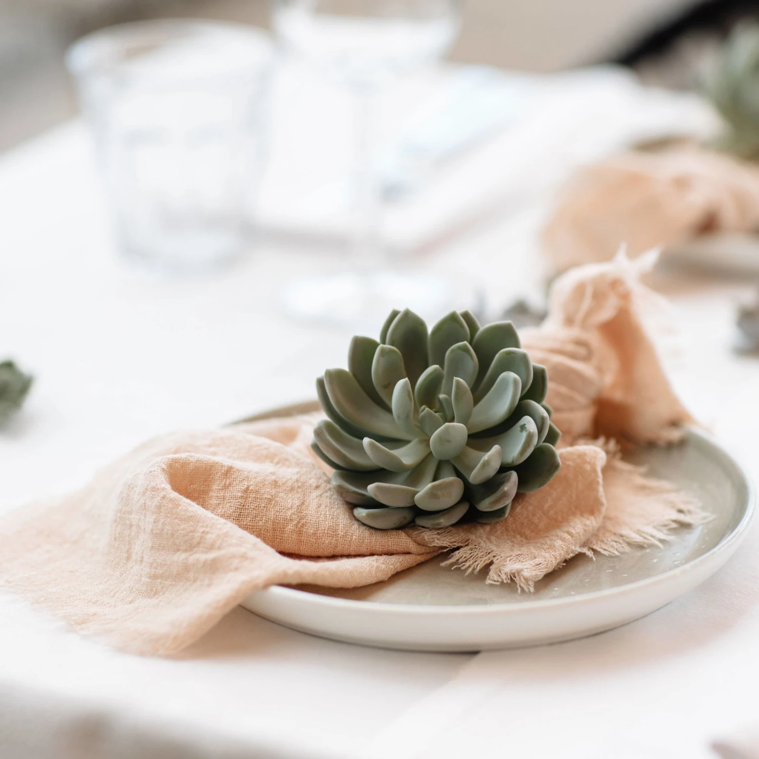 Schnittecheverien-Mix, Ø 10 Cm, 6er-Set 4 Schnittecheverien-Mix, Ø 10 Cm, 6er-Set – Bild 4