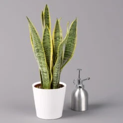 Bogenhanf In Keramiktopf Dallas Weiß, Topf-Ø 12 Cm, Höhe Ca. 35-45cm -Stilvolles Gartenmöbelgeschäft 0250200713 Sansev Laurentii Dallas weiss 3