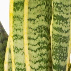 Bogenhanf In Keramiktopf Dallas Weiß, Topf-Ø 12 Cm, Höhe Ca. 35-45cm -Stilvolles Gartenmöbelgeschäft 0250200713 Sansev Laurentii Dallas weiss 4