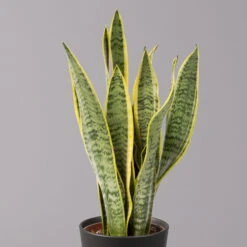 Bogenhanf In Keramiktopf Anthrazit, Topf-Ø 12 Cm, Höhe Ca. 35-45 Cm, 3er-Set -Stilvolles Gartenmöbelgeschäft 0250200718 Sansev Laurentii Dallas anthrazit 2