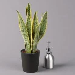 Bogenhanf In Keramiktopf Anthrazit, Topf-Ø 12 Cm, Höhe Ca. 35-45 Cm, 3er-Set -Stilvolles Gartenmöbelgeschäft 0250200718 Sansev Laurentii Dallas anthrazit 3