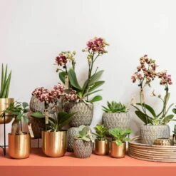 Phalaenopsis, Gesprenkelte Sorten, 3 Rispen, Topf-Ø 9 Cm, Höhe Ca. 30 Cm -Stilvolles Gartenmöbelgeschäft 0290100047