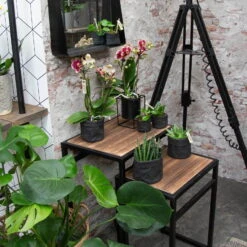 Phalaenopsis, Gesprenkelte Sorten, 3 Rispen, Topf-Ø 9 Cm, Höhe Ca. 30 Cm -Stilvolles Gartenmöbelgeschäft 0290100047 Phalaenopsis 3R gesprenkelt 9 cm T H 30 cm