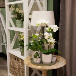 Phalaenopsis, Weißtöne, 2 Rispen, Topf-Ø 9 Cm, Höhe Ca. 30 Cm 13 Phalaenopsis, Weißtöne, 2 Rispen, Topf-Ø 9 Cm, Höhe Ca. 30 Cm -Stilvolles Gartenmöbelgeschäft 0290100048 0290100049