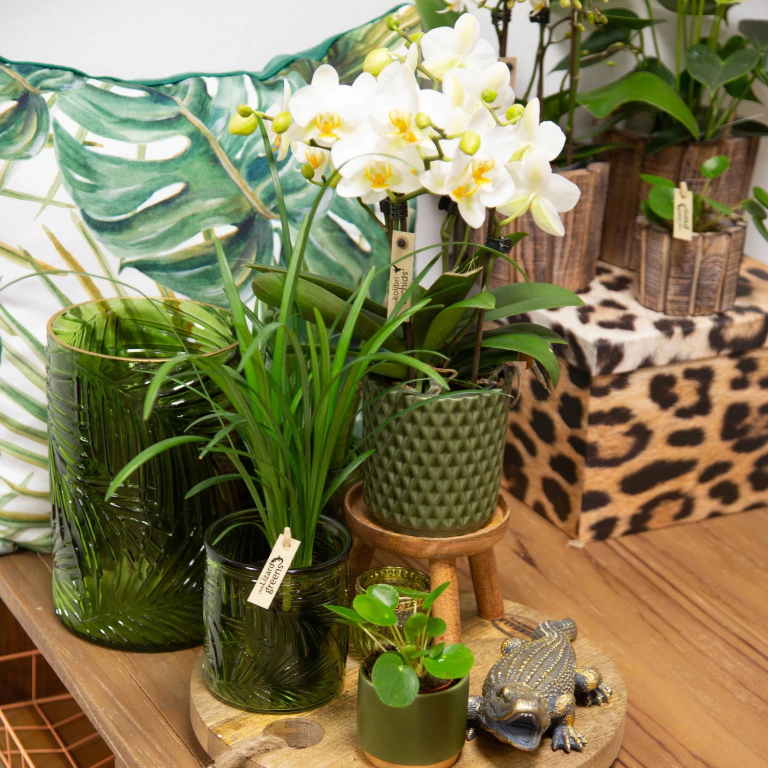 Phalaenopsis, Weißtöne, 2 Rispen, Topf-Ø 9 Cm, Höhe Ca. 30 Cm 4 Phalaenopsis, Weißtöne, 2 Rispen, Topf-Ø 9 Cm, Höhe Ca. 30 Cm – Bild 4