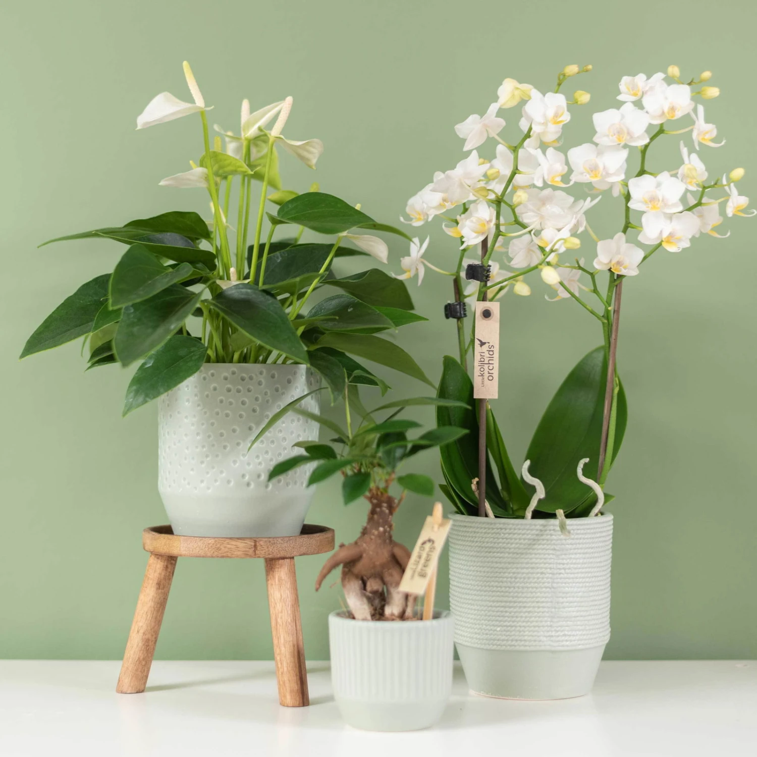 Phalaenopsis, Weißtöne, 2 Rispen, Topf-Ø 9 Cm, Höhe Ca. 30 Cm 1 Phalaenopsis, Weißtöne, 2 Rispen, Topf-Ø 9 Cm, Höhe Ca. 30 Cm