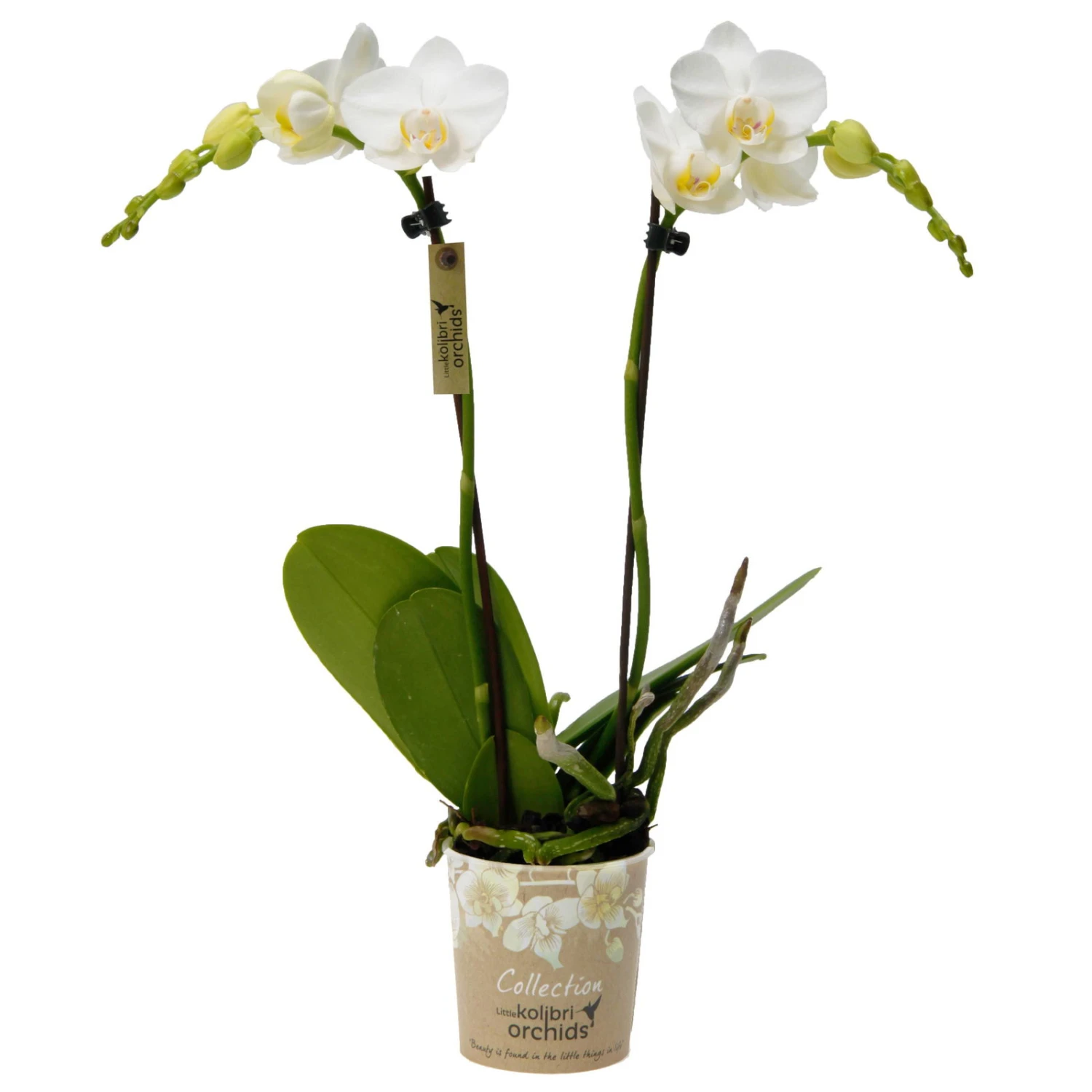 Phalaenopsis, Weißtöne, 2 Rispen, Topf-Ø 9 Cm, Höhe Ca. 30 Cm 2 Phalaenopsis, Weißtöne, 2 Rispen, Topf-Ø 9 Cm, Höhe Ca. 30 Cm – Bild 2
