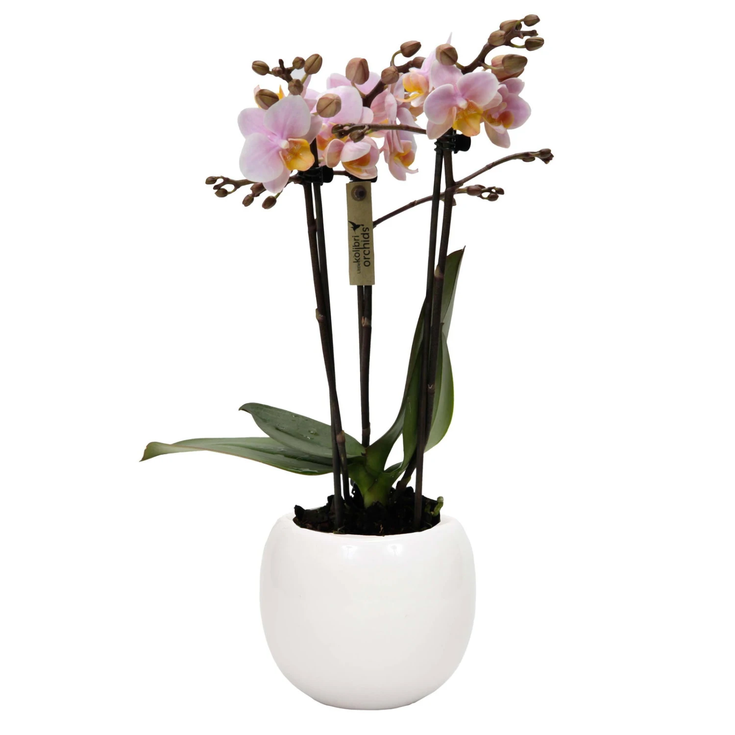 Phalaenopsis, Rosatöne, 3 Rispen, Topf-Ø 9cm, Mit Keramikübertopf, Höhe Ca. 30cm 1 Phalaenopsis, Rosatöne, 3 Rispen, Topf-Ø 9cm, Mit Keramikübertopf, Höhe Ca. 30cm