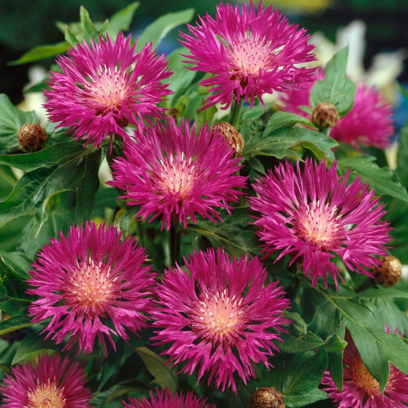 Flockenblume, 3er-Set, Centaurea Dealbata, Rosa, Topf 11 Cm