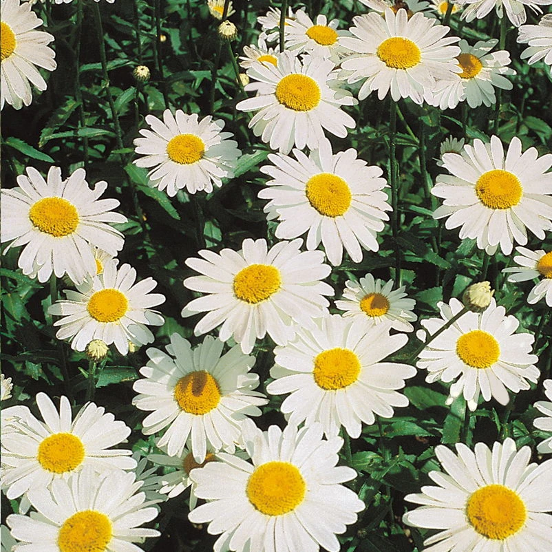 Bio Leucanthemum 'Silberprinzesschen' Weiß, Topf-Ø 11 Cm, 3er-Set 1 Bio Leucanthemum 'Silberprinzesschen' Weiß, Topf-Ø 11 Cm, 3er-Set