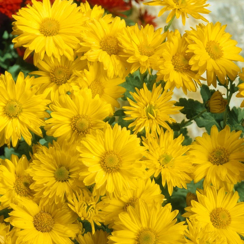 Bio Winteraster Gelb, Topf-Ø 11 Cm, 3er-Set 1 Bio Winteraster Gelb, Topf-Ø 11 Cm, 3er-Set