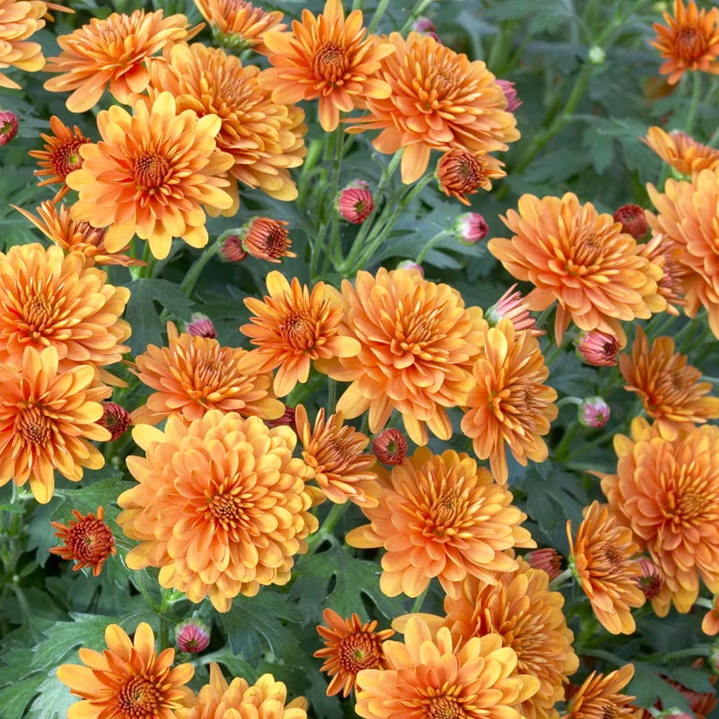 Bio Winteraster Bronce, Topf-Ø 11 Cm, 3er-Set 1 Bio Winteraster Bronce, Topf-Ø 11 Cm, 3er-Set