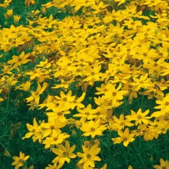 Bio Mädchenauge 'Zagreb' Goldgelb, Topf-Ø 11 Cm, 3er-Set -Stilvolles Gartenmöbelgeschäft 0310104376 Coreopsis verti Zagreb Koelles Beste 9 11er Topf gelb o 4783