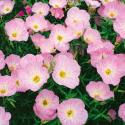 Bio Nachtkerze 'Siskiyou Pink' Rosa, Topf-Ø 11 Cm, 3er-Set -Stilvolles Gartenmöbelgeschäft 0310105848 nachtkerze siskiyou rosa 11 cm topf web 42374