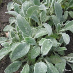 Bio Woll-Ziest 'Silver Carpet' Rosa-violett, Topf-Ø 11 Cm, 3er-Set 10 Bio Woll-Ziest 'Silver Carpet' Rosa-violett, Topf-Ø 11 Cm, 3er-Set -Stilvolles Gartenmöbelgeschäft 0310106060 Stachys byzantina Silver Carpet Copyright 46510